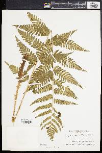 Dryopteris celsa image