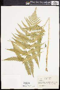 Dryopteris celsa image