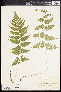 Dryopteris clintoniana image