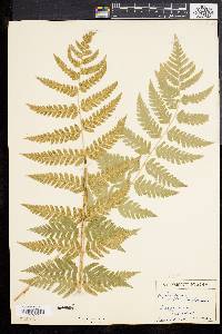 Dryopteris clintoniana image