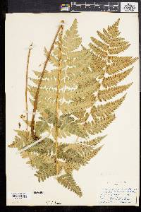 Dryopteris clintoniana image