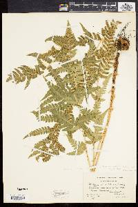 Dryopteris clintoniana image