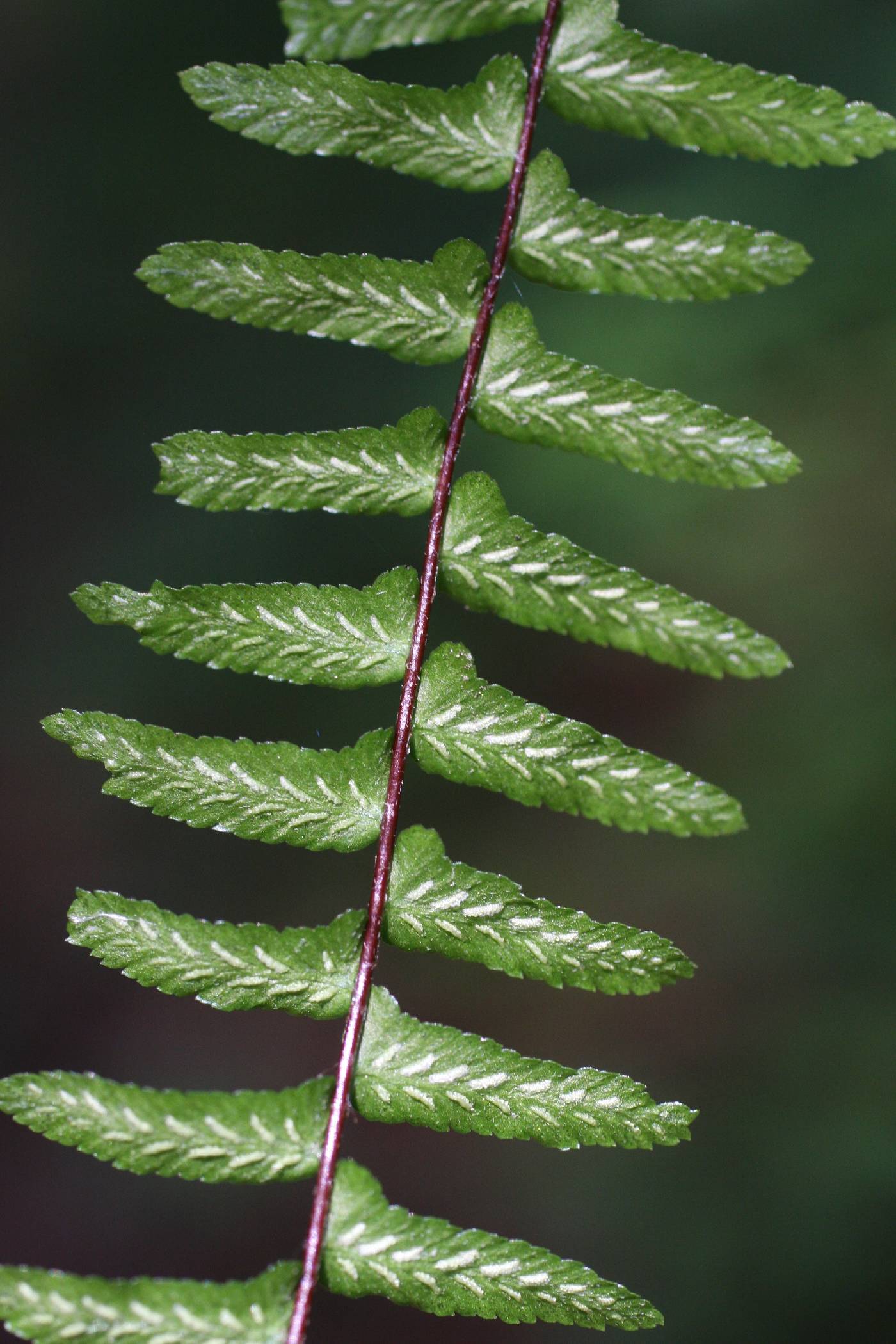 Asplenium platyneuron image