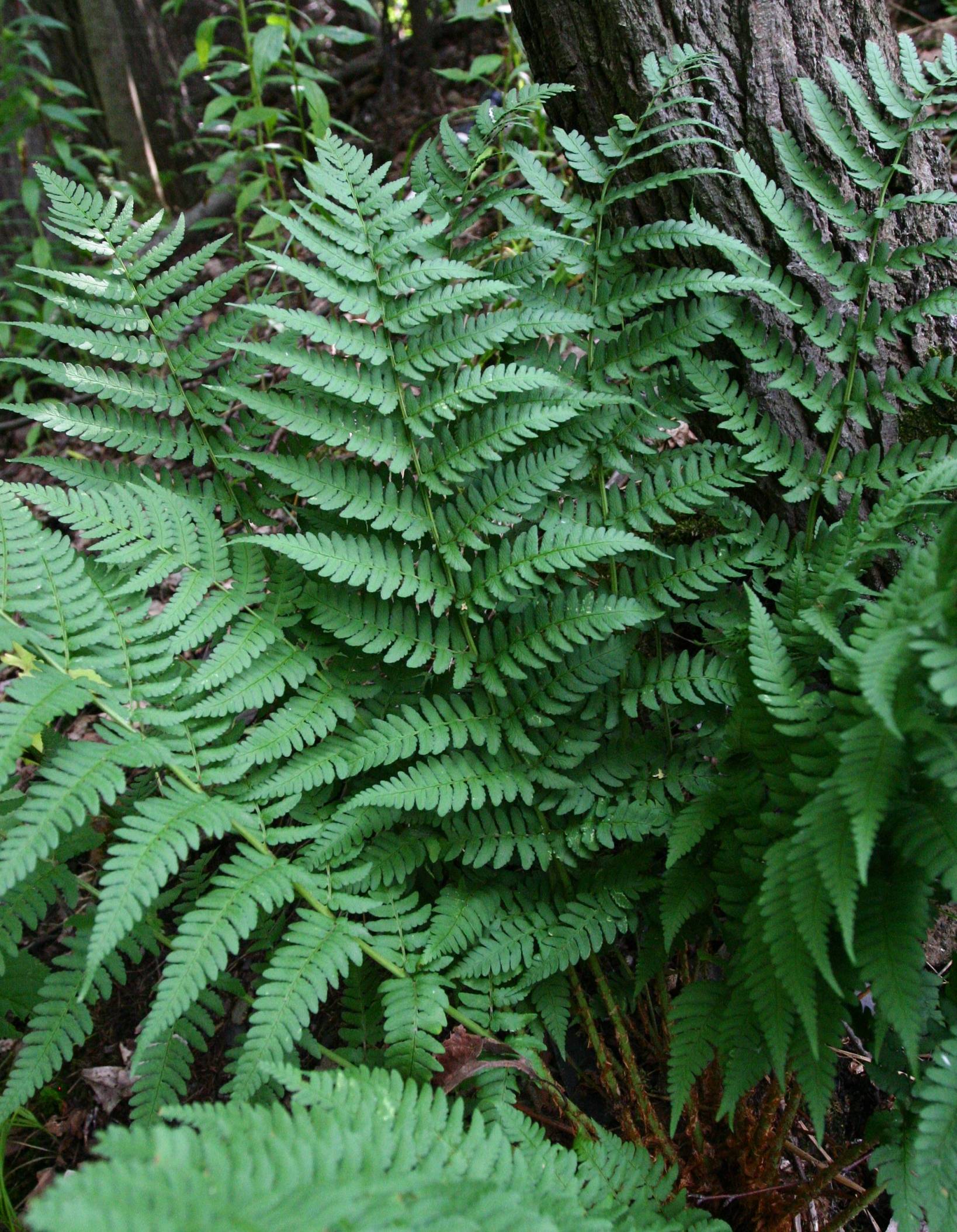 Dryopteris marginalis image