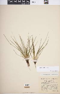 Isoetes lacustris image