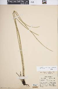 Equisetum hyemale subsp. affine image