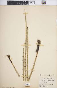 Equisetum laevigatum image