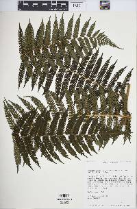 Cyathea fulva image