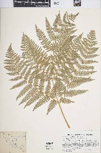 Pteridium feei image