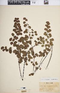 Adiantum jordanii image