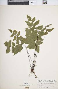 Adiantum obliquum image