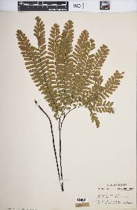 Adiantum pedatum image