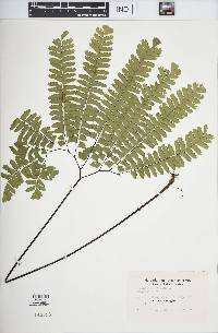 Adiantum pedatum image