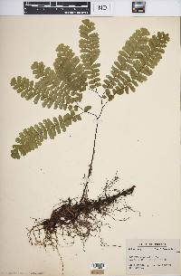 Adiantum pedatum image