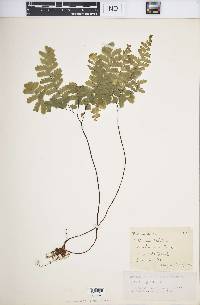 Adiantum pedatum image