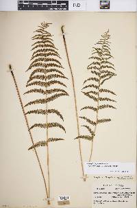 Thelypteris palustris subsp. pubescens image