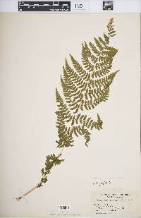 Athyrium filix-femina image