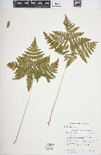 Gymnocarpium dryopteris image