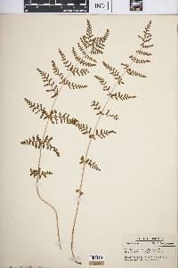 Woodsia obtusa image