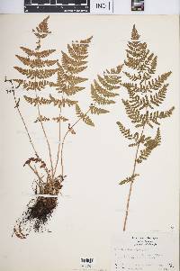 Woodsia obtusa image