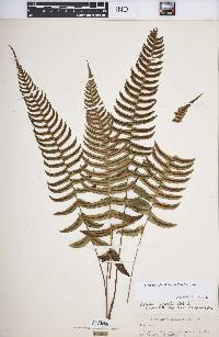 Blechnum appendiculatum image