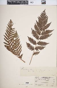 Woodwardia spinulosa image