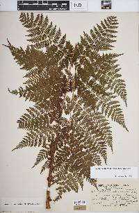 Dryopteris campyloptera image