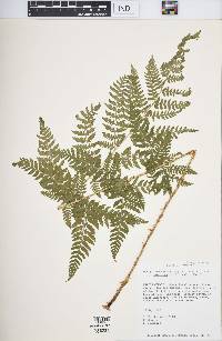 Dryopteris carthusiana image