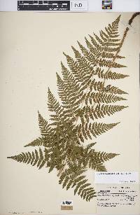 Dryopteris carthusiana image