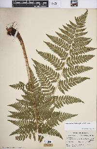 Dryopteris carthusiana image