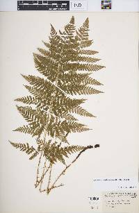 Dryopteris carthusiana image