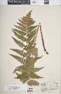 Dryopteris cristata image