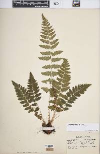 Dryopteris cristata image