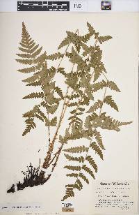 Dryopteris cristata image