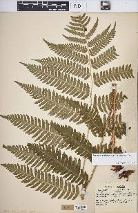 Dryopteris goldieana image