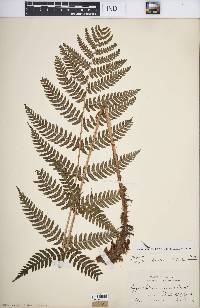 Dryopteris goldieana image