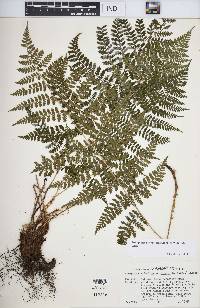 Dryopteris intermedia image