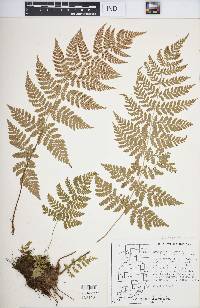 Dryopteris intermedia image