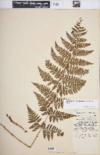 Dryopteris intermedia image