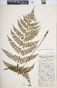 Dryopteris intermedia image