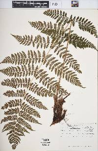 Dryopteris intermedia image