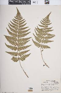 Dryopteris marginalis image