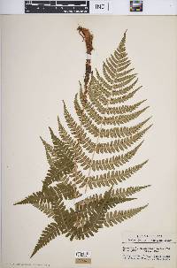 Dryopteris marginalis image