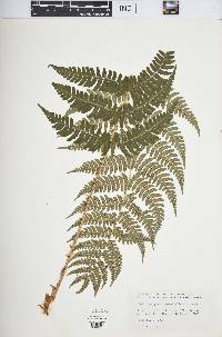 Dryopteris marginalis image