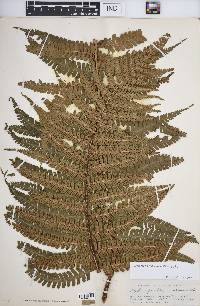 Dryopteris wallichiana image