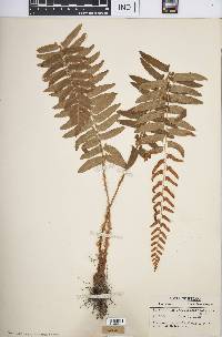 Polystichum acrostichoides image