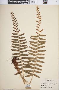 Polystichum acrostichoides image