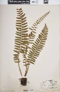 Polystichum acrostichoides image