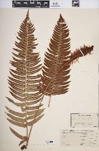 Polystichum munitum image