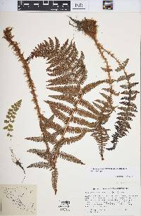 Polystichum speciosissimum image